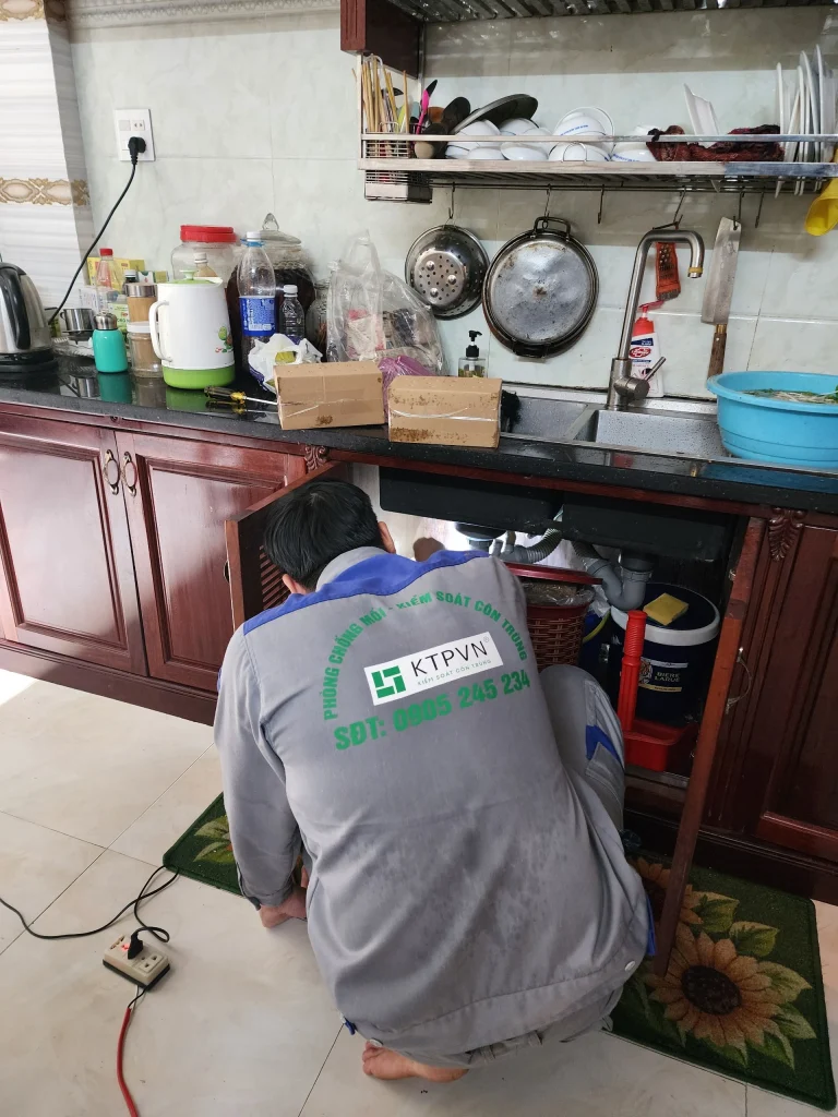 Bảng giá dịch vụ diệt mối tại Quy Nhơn năm 2025