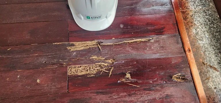 Dấu hiệu nhận biết nhà bạn đang bị mối xâm nhập